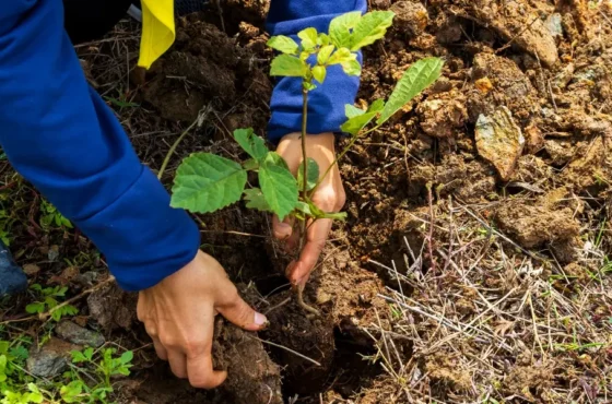 Tree Plantation Drive Creates a Greener Future